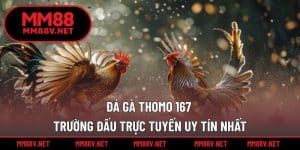 Đá gà Thomo 167