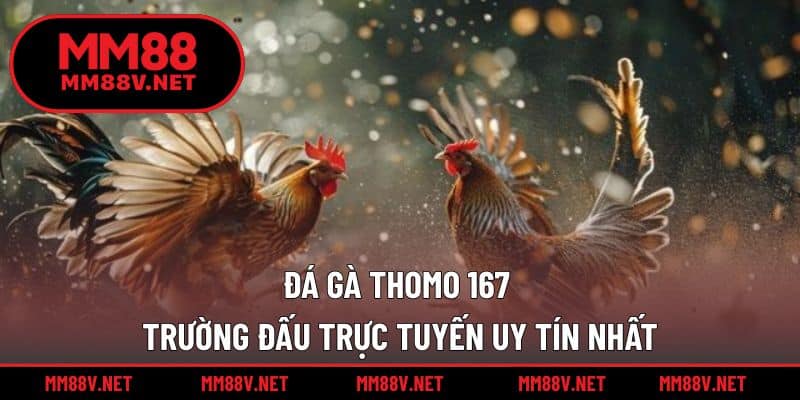 Đá gà Thomo 167
