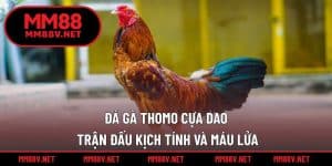 Đá gà Thomo cựa dao